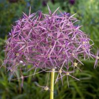 ORGANIC ALLIUM CHRISTOPHII
