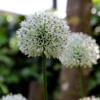 Organic Allium 'Ping Pong'