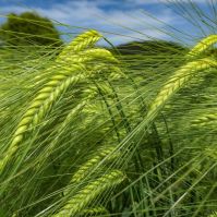 Two Row Barley in a field