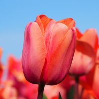 Organic 'Apricot Impression' Tulip Bulbs