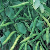 Broad Bean 'Aquadulce'