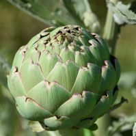 Artichoke 'Imperial Star'