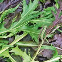 Asian Salad Mix