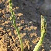 Organic Asparagus Ireland