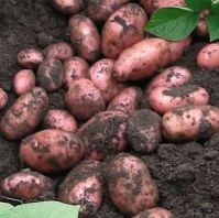 Axona seed potatoes