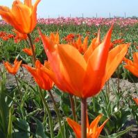 organic tulip bulbs ballerina