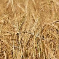 Spring Barley Florence Seed Organic