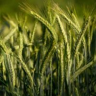 Organic Winter Barley Seed 'Quadriga'