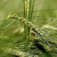 Organic Westminster Barley Seed