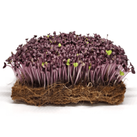 red basil on hemp mat
