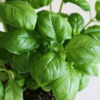 Organic Basil Microgreens