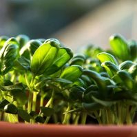 cinnamon basil organic microgreen seeds
