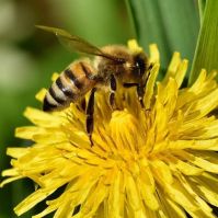 Organic Dandelion (Taraxacum officinale) Seeds