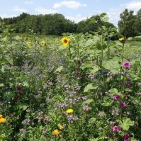 Bee Meadow Seed Mix (Annual)