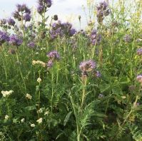grow your own bee meadow