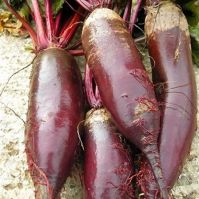 Beetroot 'Foniro'
Organic Beetroot