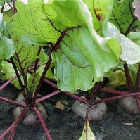 Beetroot Egyptian Seeds certified organic