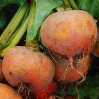 Beetroot 'Golden'