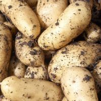 Belle de Fontenay Seed Potatoes