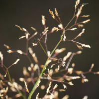 Common bent highland bent grass
