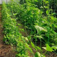 Biodegradable trellis with beans growing through it