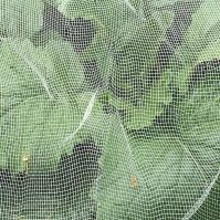 Carrot Fly Net