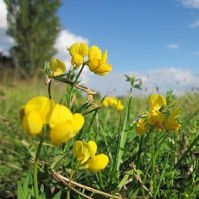 Organic Birdsfoot Trefoil Seed
