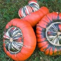 Bishop's Hat Squash