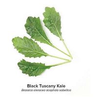 tuscanny kale for baby leaf