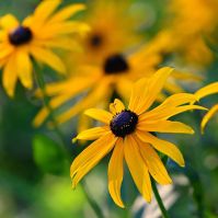 Organic Rudbeckia hirta Seeds