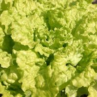 Lettuce 'Black Seeded Simpson'
