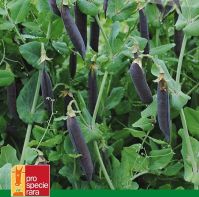 Pea 'Blauwschokker'