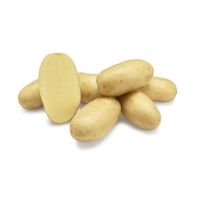 Levante Organic Seed Potatoes