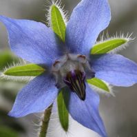 Borage flowers, from organic seed