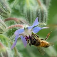 Borage seeds