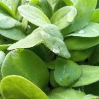 Borage Seeds Organic