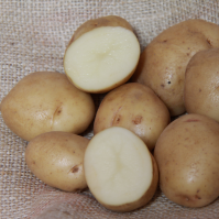 British Queens Seed Potatoes
