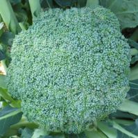 Broccoli Calabrese 'Natalino'