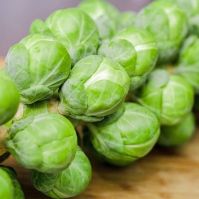 BRUSSELS SPROUTS GRONINGER Seeds