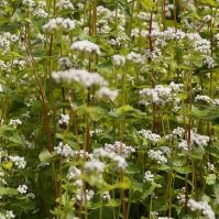 Buckwheat Summer green manure