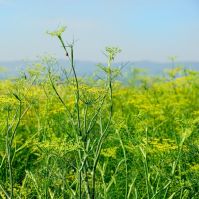 Field of Fennel
