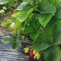 Pigeon and Butterfly Netting