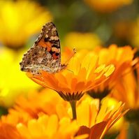 Calendula officinalis