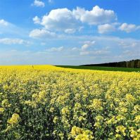 Camelina sativa seed organic