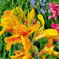 Organic Canna 'Cleopatra'