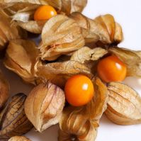 Cape Gooseberry 'Schönbrunner Gold'