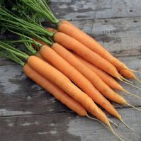Carrot 'Amiva' Carrot Seeds