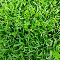 carrrot seeds for microgreens organic