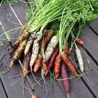 Carrot 'Colour Mix'