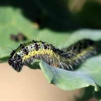 biological insecticide LEPINOX